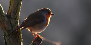 European Robin (Backlit) At Fairburn Ings