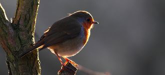 European Robin (Backlit) At Fairburn Ings