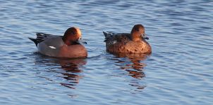 Male & Female Widgeon At Blacktoft Sands