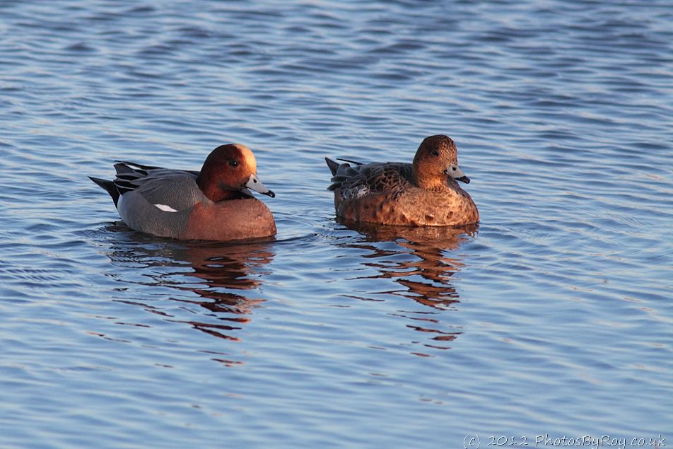 Male & Female Widgeon At Blacktoft Sands