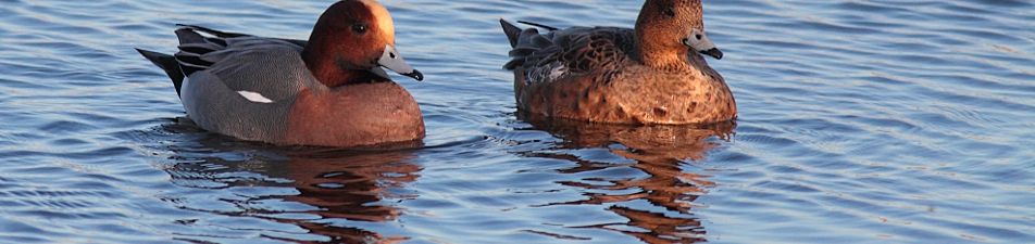 Male & Female Widgeon At Blacktoft Sands