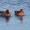 Male & Female Widgeon At Blacktoft Sands