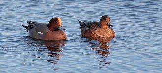 Male & Female Widgeon At Blacktoft Sands