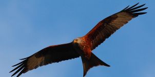 Red Kite Over Stokenchurch