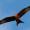 Red Kite Over Stokenchurch