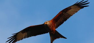 Red Kite Over Stokenchurch