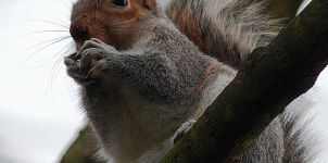 Grey Squirrel in Alkrington Woods