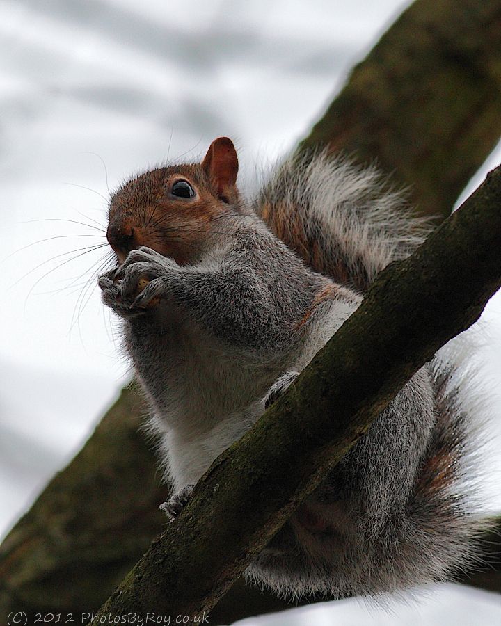 Grey Squirrel in Alkrington Woods