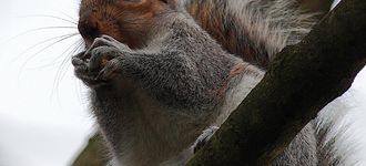Grey Squirrel in Alkrington Woods